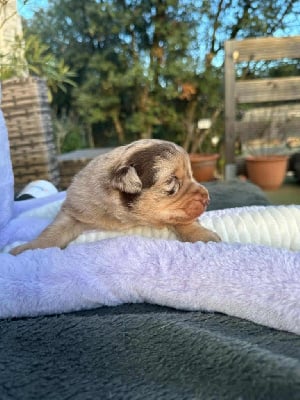 Berger Américain Miniature