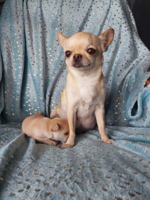 Du Royaume Des Saphirs De Jade