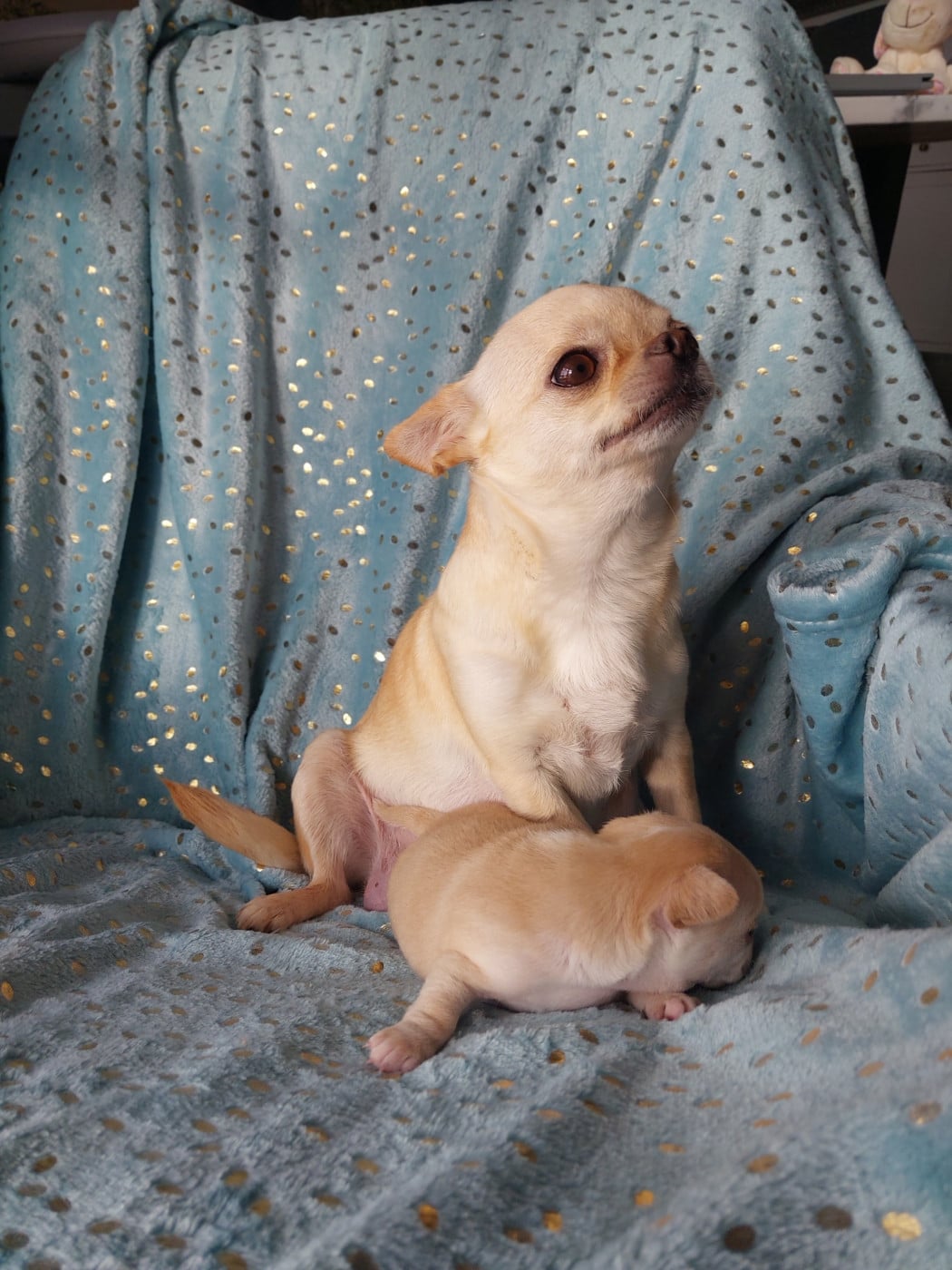 Chihuahua - Du Royaume Des Saphirs De Jade