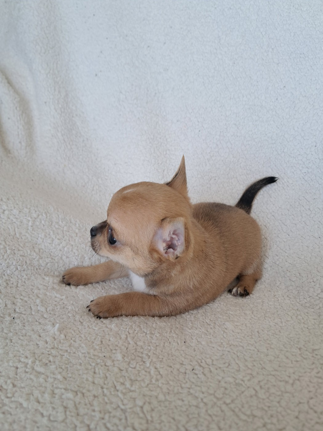 CHIOT 4 inscrit au LOF