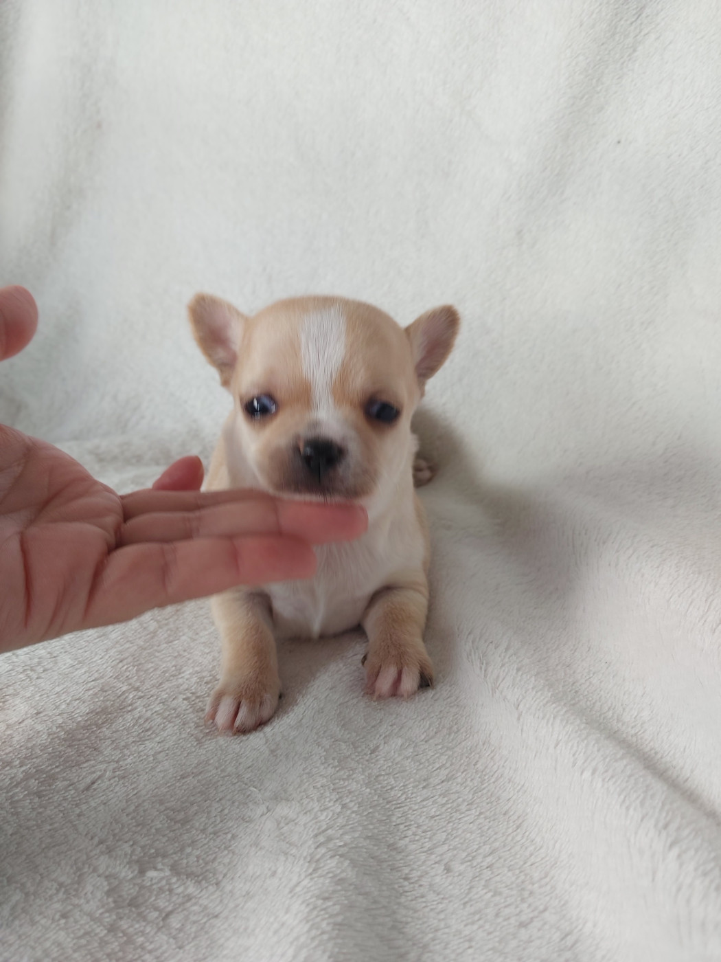 CHIOT 3 inscrit au LOF