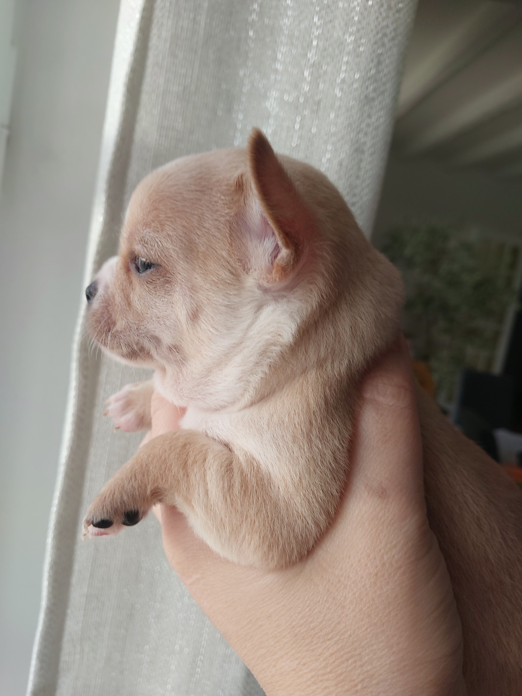 CHIOT 3 inscrit au LOF