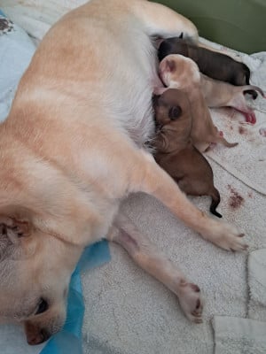 Les chiots de Chihuahua