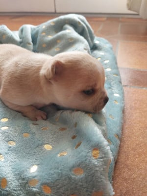 Les chiots de Chihuahua