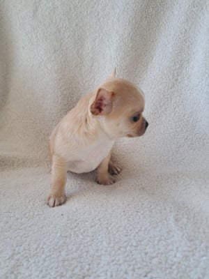 Les chiots de Chihuahua