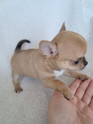 Les chiots de Chihuahua