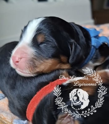 Les chiots de Bouvier Bernois