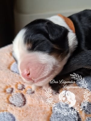 Les chiots de Bouvier Bernois