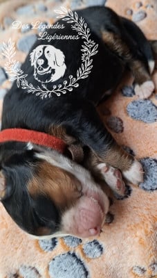Les chiots de Bouvier Bernois