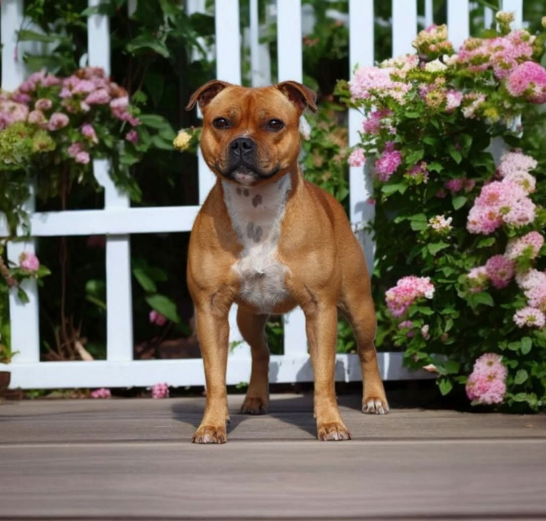 CH. brave spirit Citrus fresh