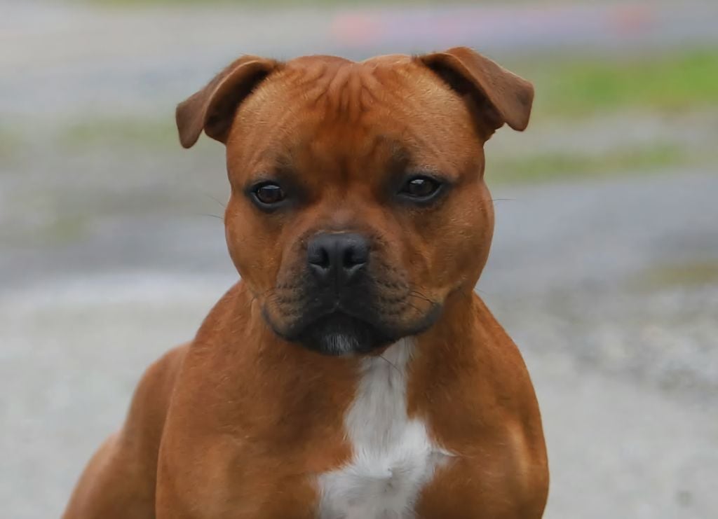 Publication : Of Red Diamond's