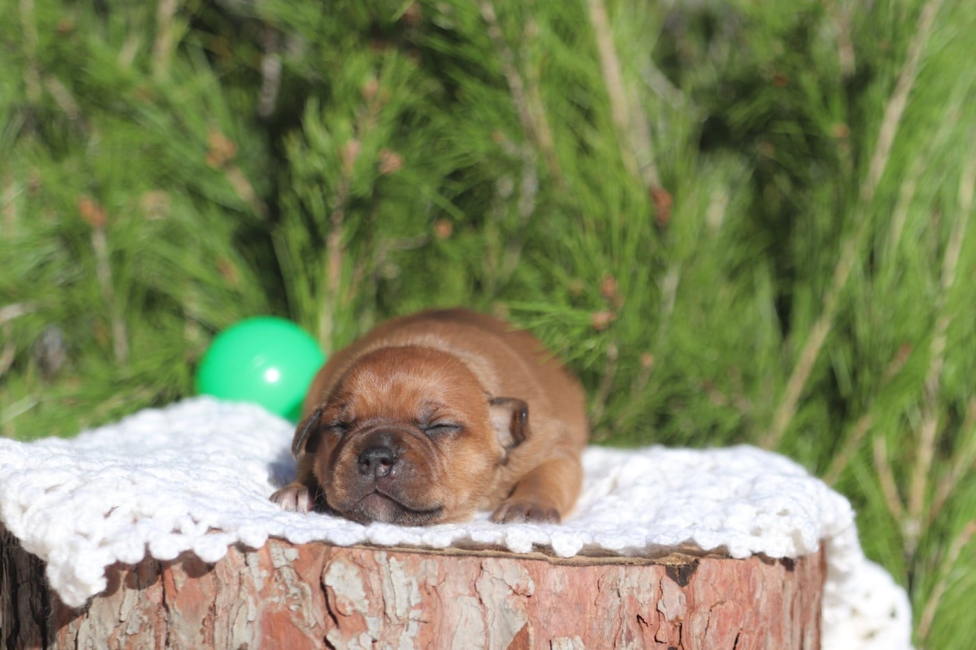 ATOMIC BOMB aka Nori