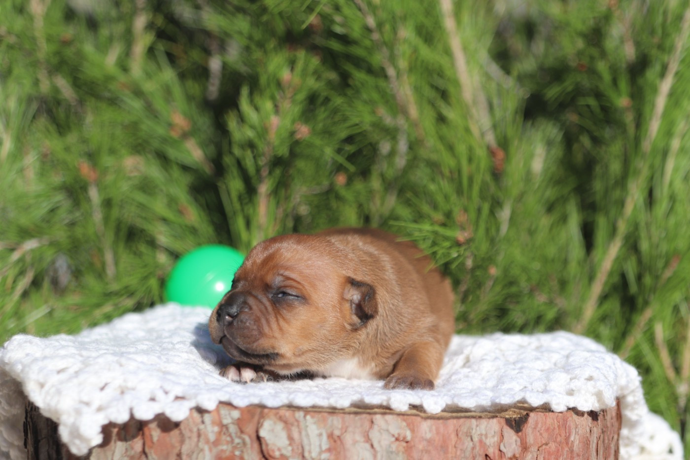 ATOMIC BOMB aka Nori