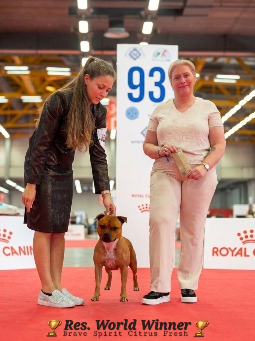 CH. brave spirit CITRUS FRESH - 2ème EXCELLENT + R.CAC + R.CACIB + Res. WORLD WINNER