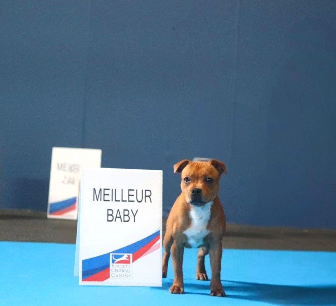 ACE-OF-HEARTS Of Red Diamond's - 1er TRÈS PROMETTEUR + BEST BABY + BABY LATIN WINNER