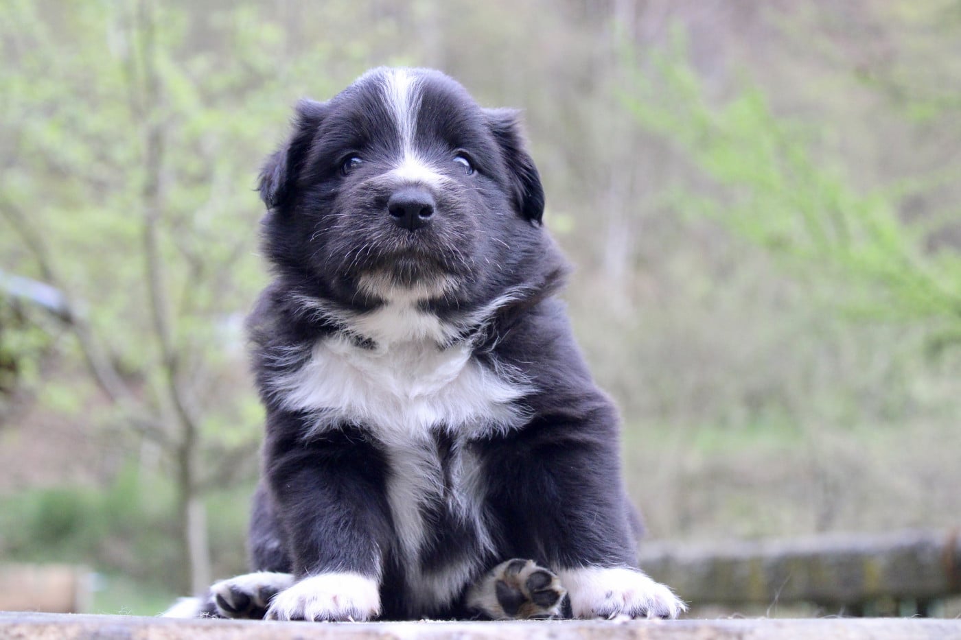 Border Collie - des Gardiens de la Milandre