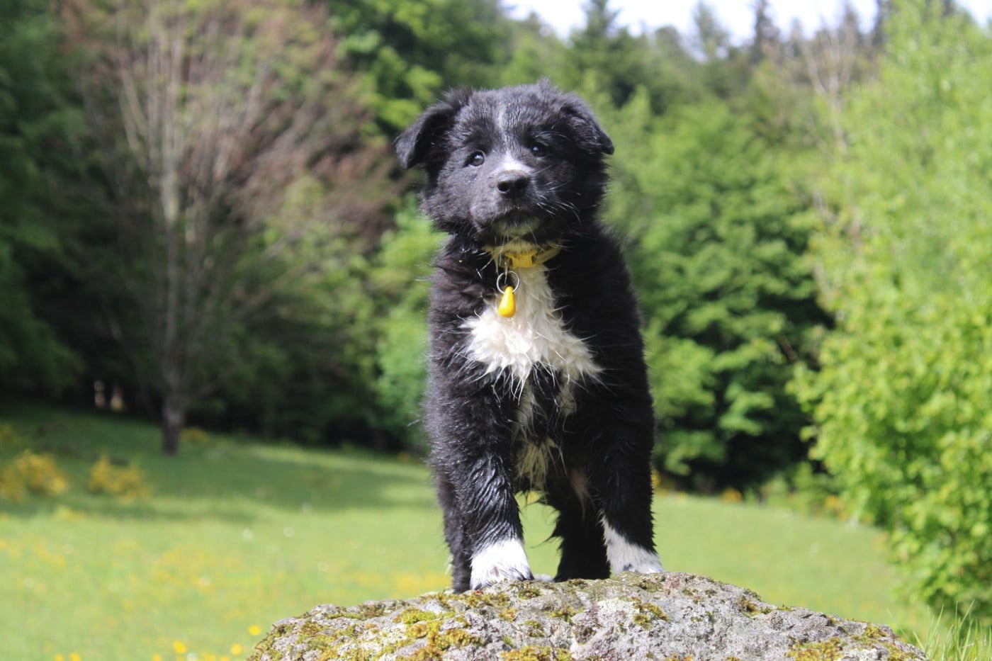 Border Collie - des Gardiens de la Milandre