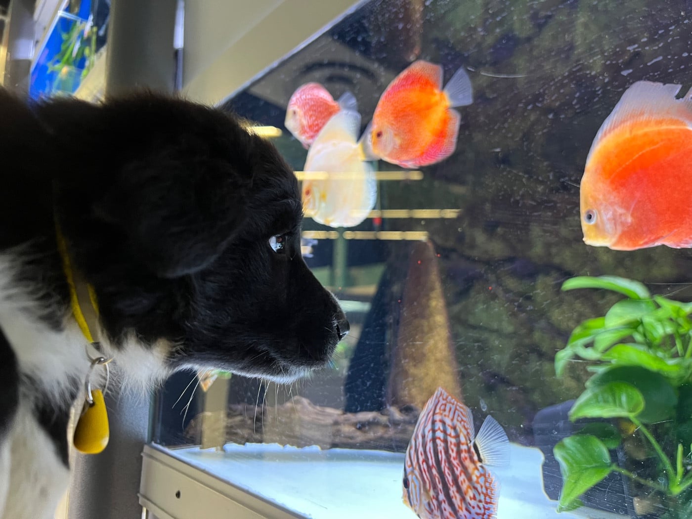 Boston