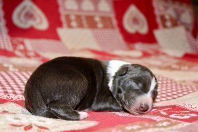 Les chiots de Border Collie