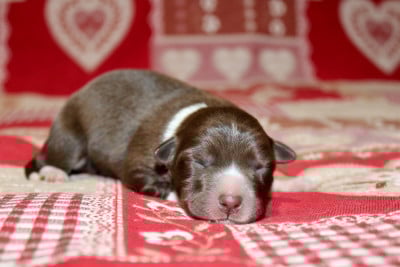 Les chiots de Border Collie