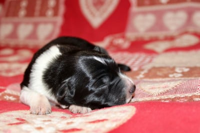 Les chiots de Border Collie
