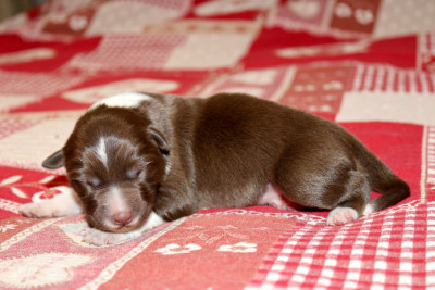 Les chiots de Border Collie