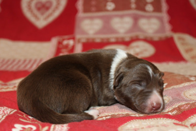 Les chiots de Border Collie