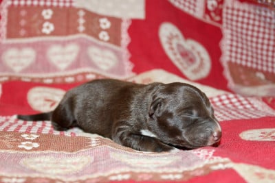 Les chiots de Border Collie