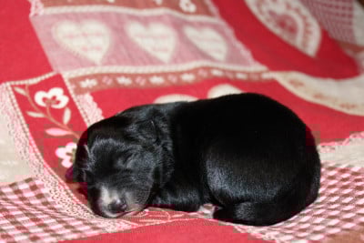 Les chiots de Border Collie