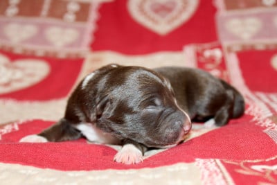 Les chiots de Border Collie