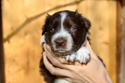 Les chiots de Border Collie