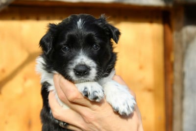 Les chiots de Border Collie
