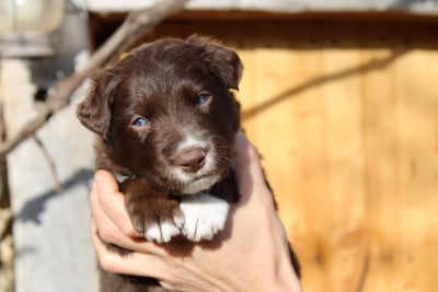 Les chiots de Border Collie