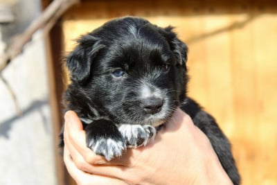 Les chiots de Border Collie