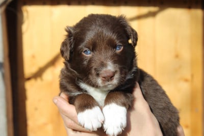 Les chiots de Border Collie