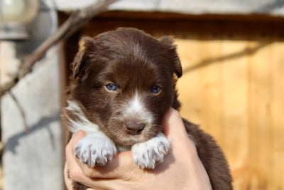 Les chiots de Border Collie