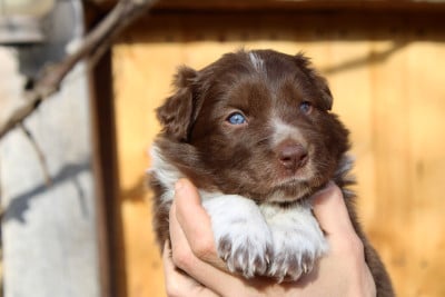 Les chiots de Border Collie
