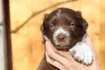 Les chiots de Border Collie