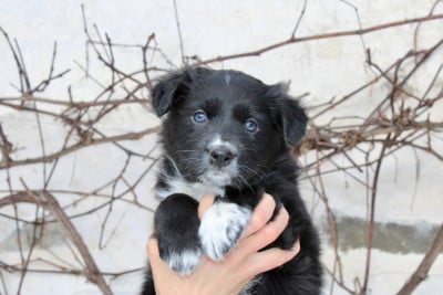 Les chiots de Border Collie