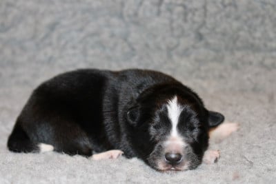 Les chiots de Border Collie