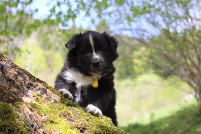 Les chiots de Border Collie
