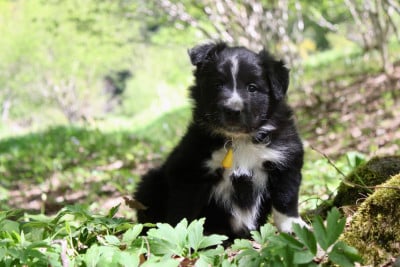 Les chiots de Border Collie