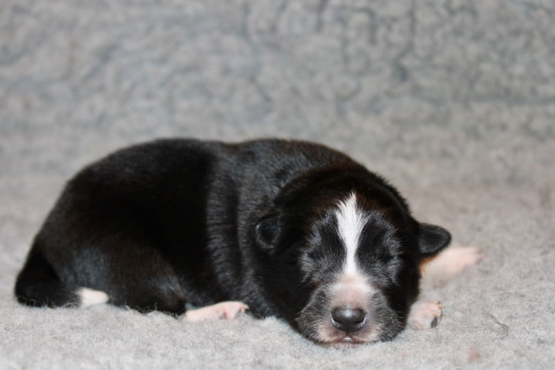 Border Collie - des Gardiens de la Milandre