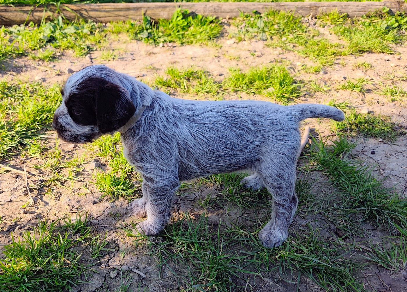 CHIOT 4