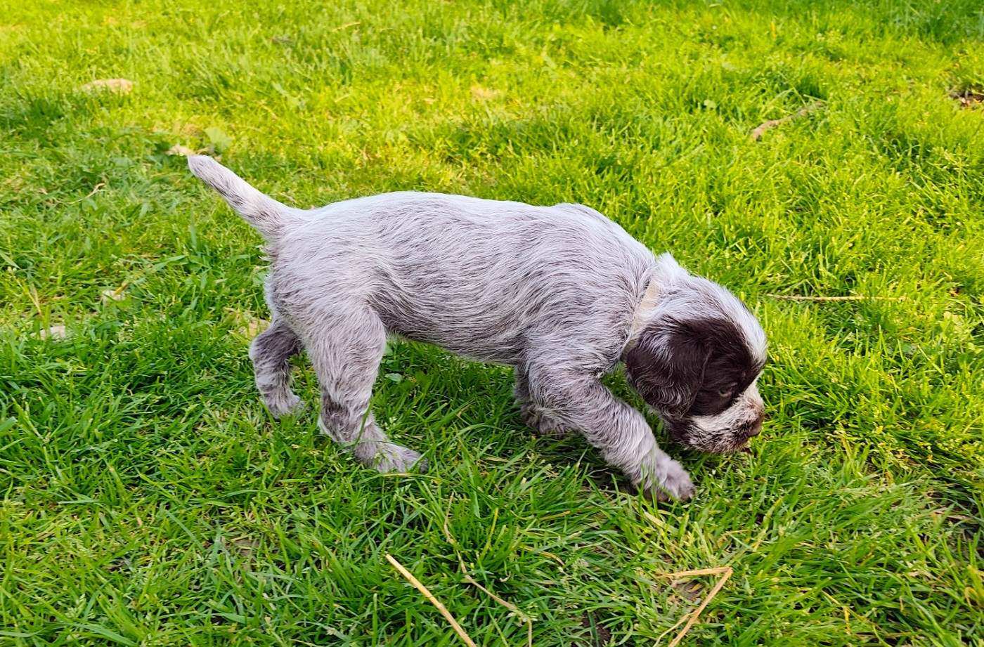 CHIOT 4
