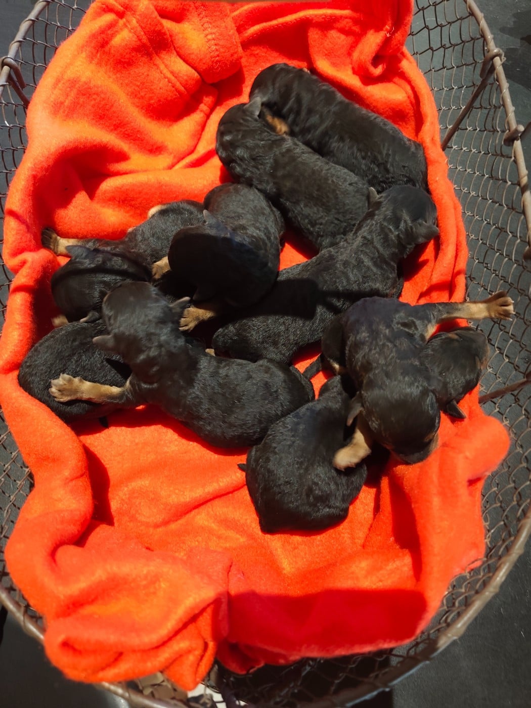CHIOT 3 - Airedale Terrier