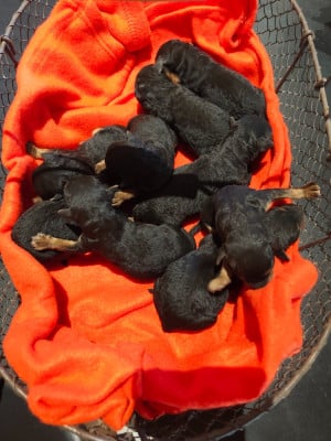 CHIOT 7 - Airedale Terrier