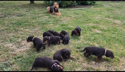 Les chiots de Airedale Terrier