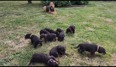 Les chiots de Airedale Terrier