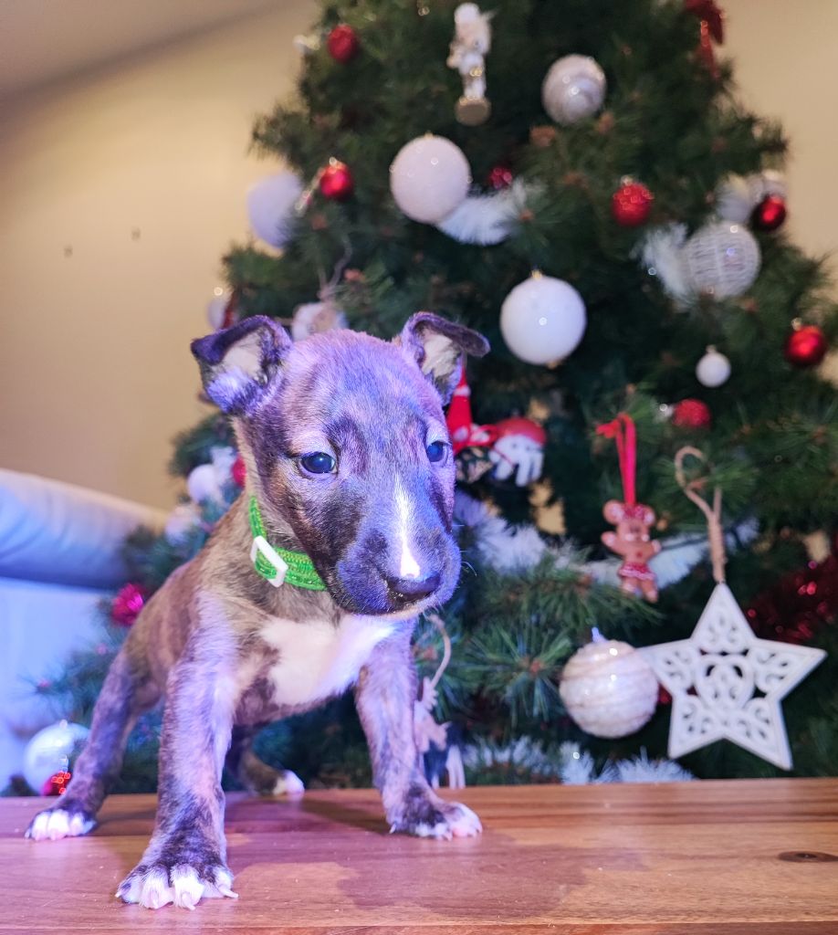CHIOT 5 - Bull Terrier Miniature